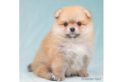 成約済の東京都のポメラニアン-203767の2枚目